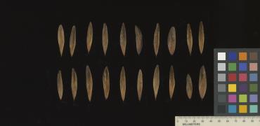 SEED
